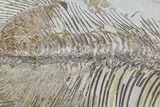 Bargain, Phareodus Fish Fossil - Huge Specimen #91361-3